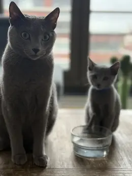 Bulbonki - Kattenfokkerij